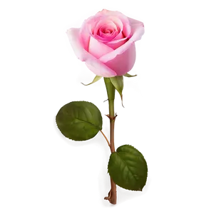 Vibrant Pink Rose PNG Qey52