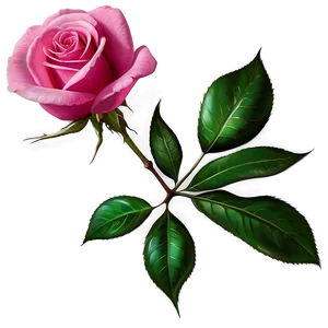Vibrant Pink Rose PNG Shl76