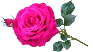 Vibrant Pink Rose Transparent Background.png