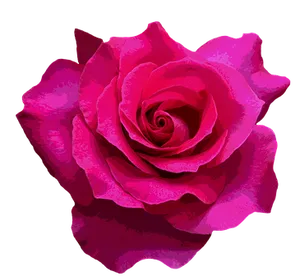 Vibrant Pink Roseon Black Background