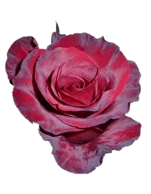 Vibrant Pink Roseon Black Background