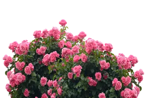 Vibrant_ Pink_ Roses_ Against_ Black_ Background.jpg