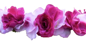 Vibrant Pink Roses Black Background PNG image