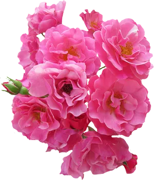 Vibrant_ Pink_ Roses_ Black_ Background.jpg PNG image