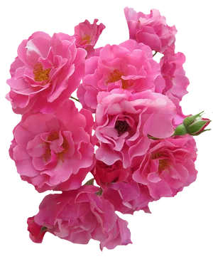 Vibrant_ Pink_ Roses_ Black_ Background.jpg