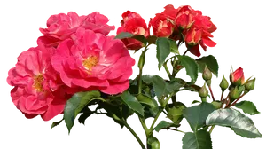 Vibrant Pink Roses Cluster.png PNG image