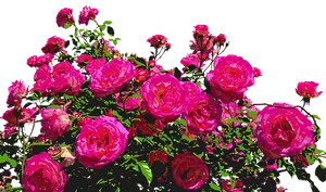 Vibrant Pink Roseson Black Background.jpg PNG image