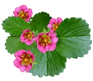 Vibrant_ Pink_ Strawberry_ Flowers
