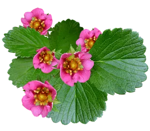 Vibrant_ Pink_ Strawberry_ Flowers