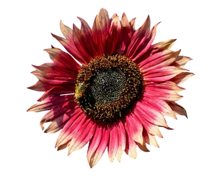 Vibrant Pink Sunflowerwith Bee PNG image