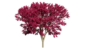 Vibrant Pink Treeon Black Background.jpg