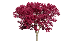 Vibrant Pink Treeon Teal Background PNG