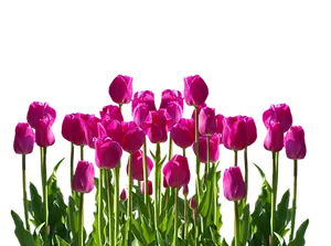 Vibrant Pink Tulips Against Black Background.jpg PNG image