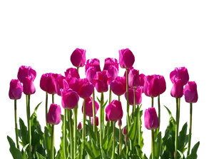 Vibrant Pink Tulipson Black Background PNG image
