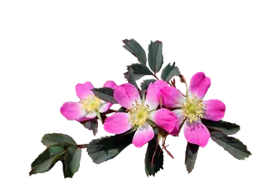 Vibrant Pink Wild Roseon Black Background