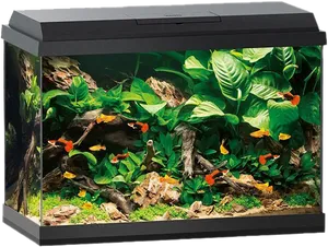 Vibrant Planted Aquarium Setup PNG image