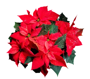 Vibrant Poinsettia Cluster.png