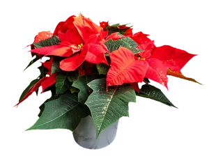 Vibrant Poinsettia Plant
