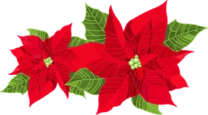Vibrant Poinsettias Illustration PNG