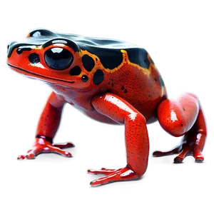 Vibrant Poison Dart Frog Png Skj90 PNG image