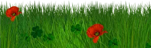 Vibrant Poppiesin Green Grass PNG image