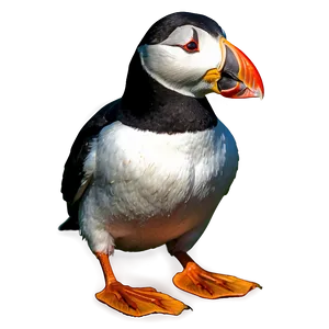 Vibrant Puffin Picture Png 76 PNG image