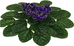 Vibrant Purple African Violet Plant PNG image