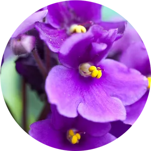 Vibrant Purple African Violets PNG image