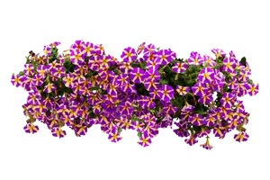 Vibrant_ Purple_and_ Yellow_ Petunias