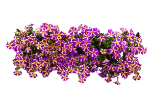 Vibrant_ Purple_and_ Yellow_ Petunias