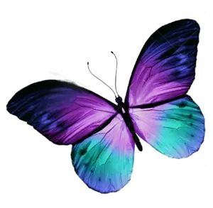 Vibrant Purple Butterfly PNG image