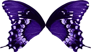 Vibrant_ Purple_ Butterfly_ Wings PNG image