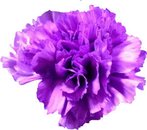 Vibrant Purple Carnation Flower PNG