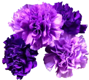 Vibrant Purple Carnations Floral Display PNG image