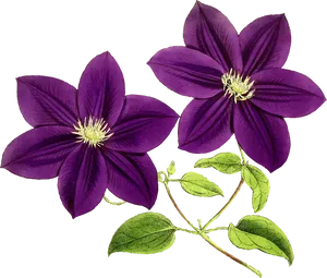 Vibrant Purple Clematis Flowers