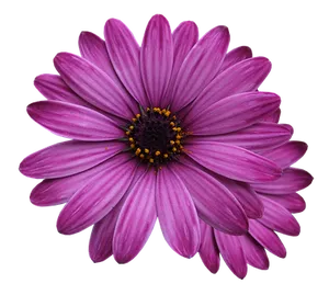 Vibrant Purple Daisy Black Background
