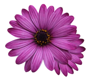 Vibrant Purple Daisy Flower.png