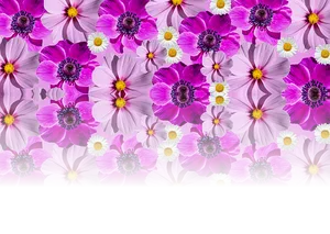 Vibrant Purple Flowers Background