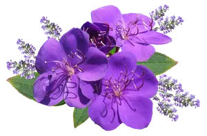 Vibrant Purple Flowers Transparent Background