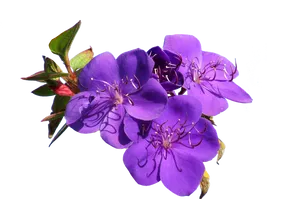 Vibrant Purple Flowers Transparent Background
