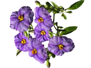 Vibrant_ Purple_ Flowers_ Transparent_ Background.png