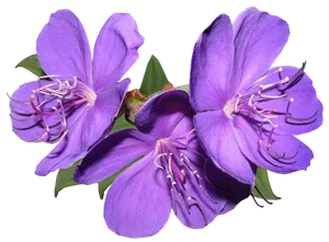 Vibrant_ Purple_ Flowers_ Transparent_ Background.png