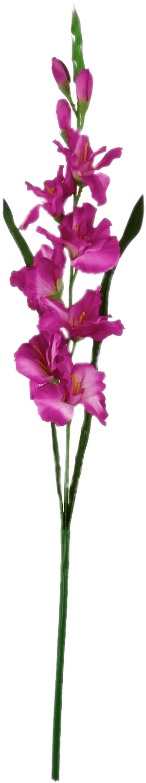 Vibrant Purple Gladiolus Stem PNG image