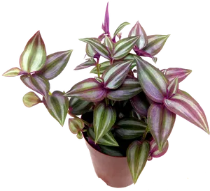 Vibrant Purple Green Houseplantin Terra Cotta Pot PNG image