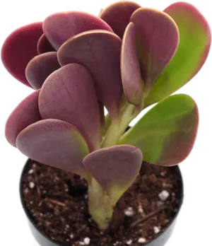 Vibrant_ Purple_ Green_ Succulent_in_ Pot PNG image