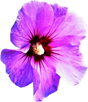 Vibrant_ Purple_ Hibiscus_ Closeup.png PNG image