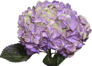 Vibrant Purple Hydrangea Flower