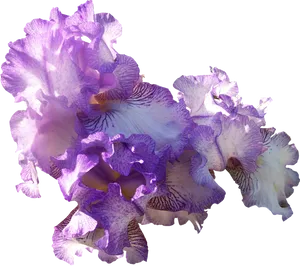Vibrant_ Purple_ Iris_ Blooms