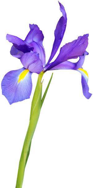 Vibrant Purple Iris Flower PNG image