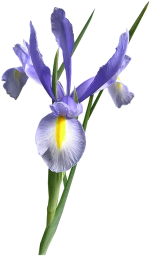 Vibrant_ Purple_ Iris_ Flower.png